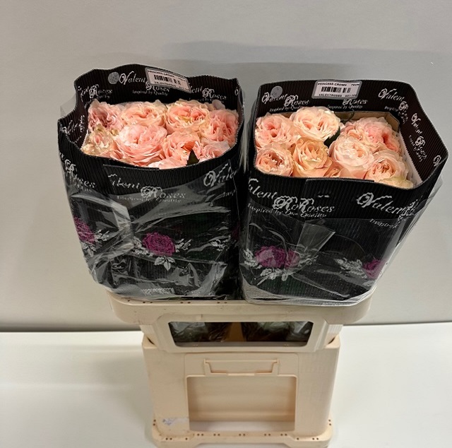Rosa ec princess crown VL.jpg
